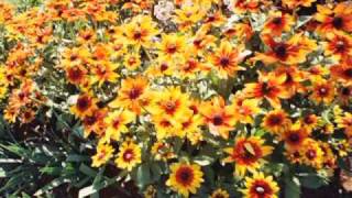 How to Grow Big, Bushy Mums