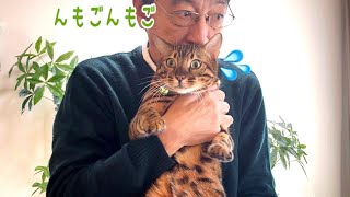実家の父の襲来でタヌキ猫が餌食になっております…