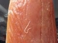 暴れる寄生虫 アニサキス