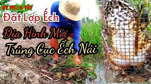 Đặt Lợp Ếch Địa Hình Mới Trúng Cục Ếch Nái Quá Mê /Út Miền Tây