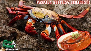 WASPADA! 5 Kepiting Ini Beracun dan Tak Boleh Dimakan