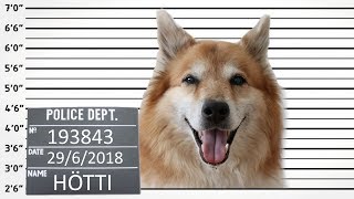 Criminal Dog  part 2/3 | Australian Shepherd & Icelandic Sheepdog