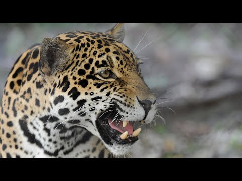 Dia Internacional del Jaguar | WCS