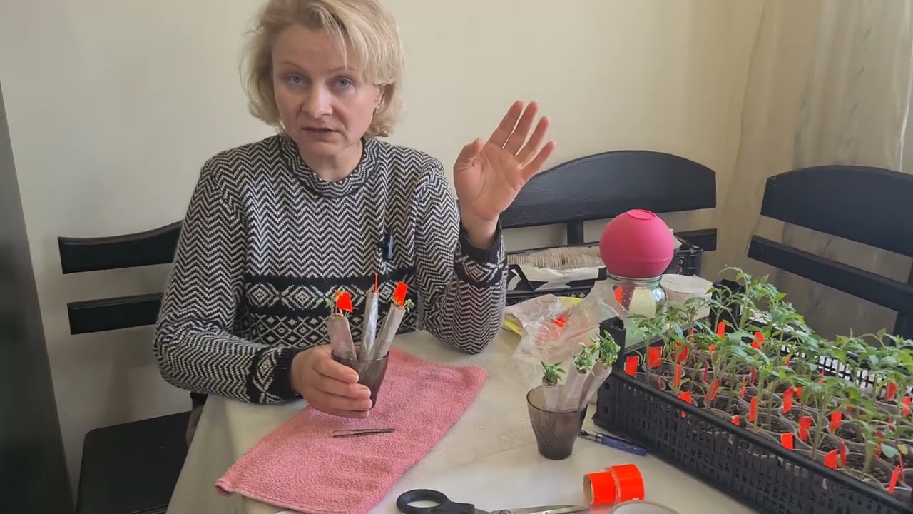 Сію томати тільки так!  Економлю місце на підвіконні та під лампою.