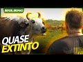 BOVINO PANTANEIRO, UMA RAÇA QUE QUASE ENTROU EM EXTINÇÃO! | RICHARD RASMUSSEN