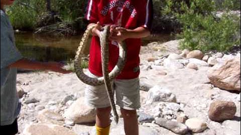 Sabino Gopher Snake