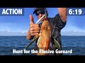 Hunt for the Elusive Gurnard (Sea Robin)