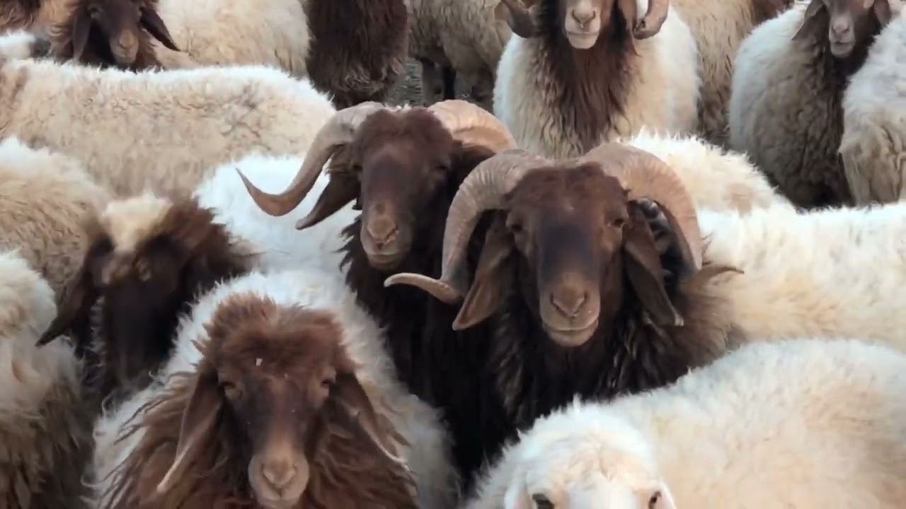 15 يناير، 2022