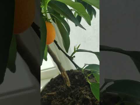 Video: Kumquat Tree Info - Кумкват дарактарына кантип кам көрүү керек