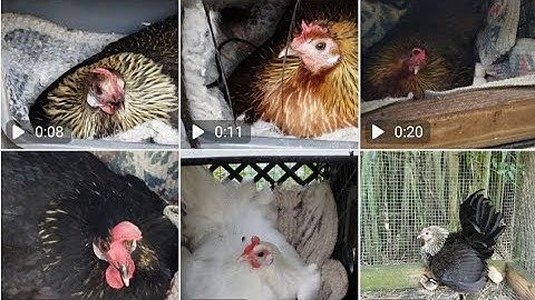 5 Hens on Eggs - Broody - Bantam Phoenix Qaib Dib Tw Ntev