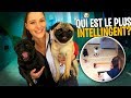 Je teste l’intelligence de mes chiens ! 🐶