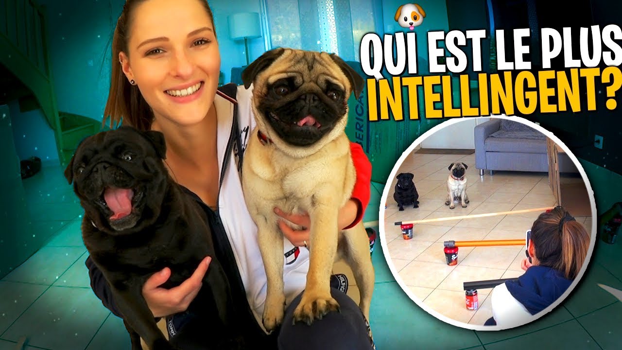 Download Je teste l’intelligence de mes chiens ! 🐶