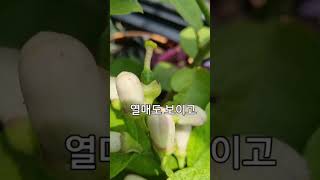 테라스에서 자라는 폰데로사 레몬 나무#레몬꽃#레몬열매#폰데로사 레몬트리 2024.5.1