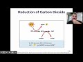 AP Biology Sec 7.4 - Calvin Cycle