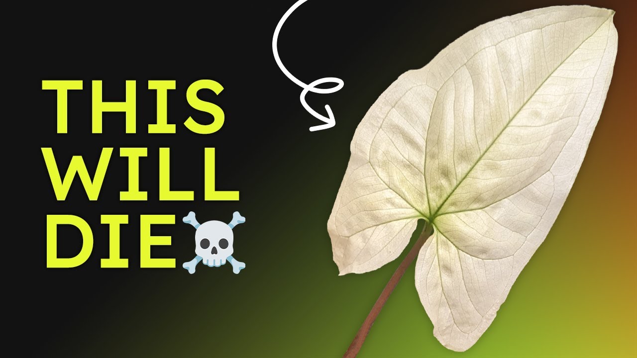 The Truth about All White Plants  Full Moon Leaves