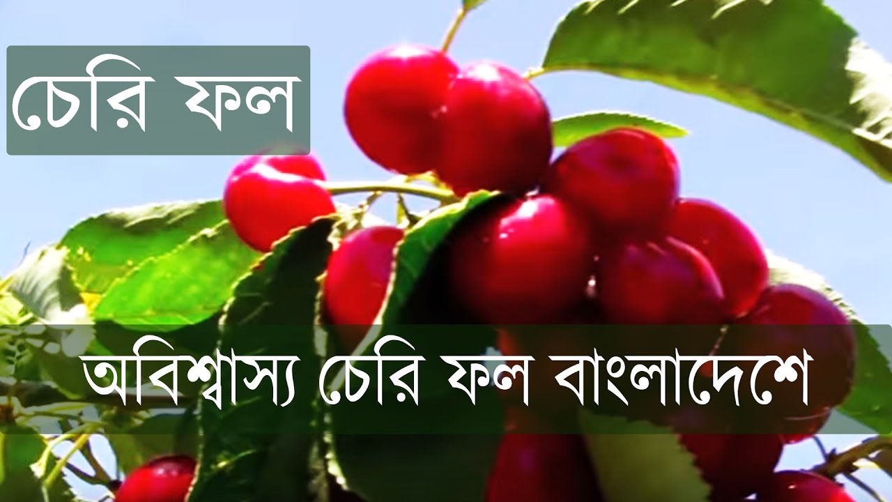 অবিশ্বাস্য চেরি ফল বাংলাদেশে Cherry Fruits in Bangladesh YouTube