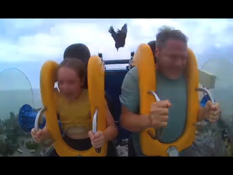Slingshot Ride Bird Slingshot ride and hits bird at 10 second mark - YouTube
