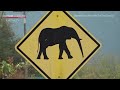 Elephant Encounters: Why Are They Surging? - IMPACTS: Climates Change the World