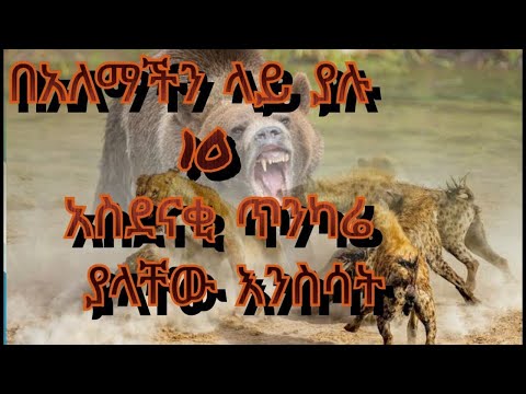 ቪዲዮ: የእበት ጥንዚዛ፣ አስደሳች ሕይወት