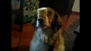 Amazing dog catches a piece of baguette in a snap! - Dog Trick today!