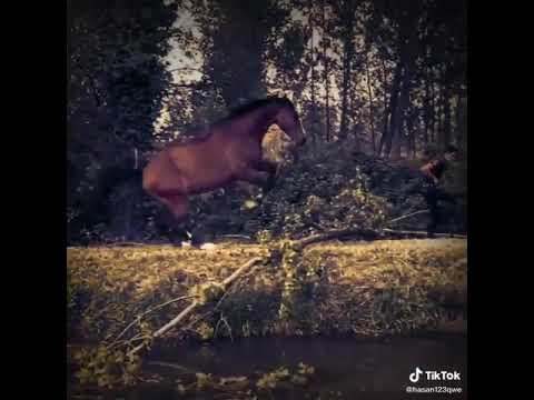 عاشر اصيلآ