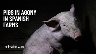 Pigs In Agony On Spanish Farms New Cases Of Animal Abuse In Aragon