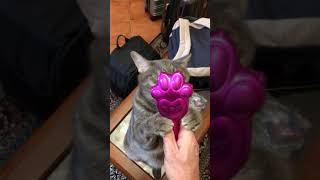 Celebrity The Perfect Pet Grooming Accessory! Profile