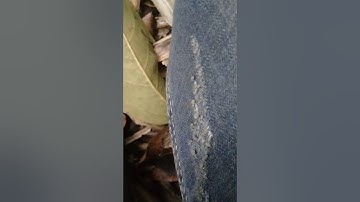 Cận cảnh quay cây đa cực kỳ đẹp