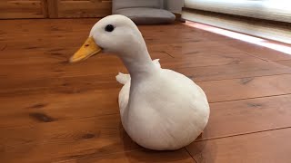 Focusing on Piko! (Our Pet Call Duck)