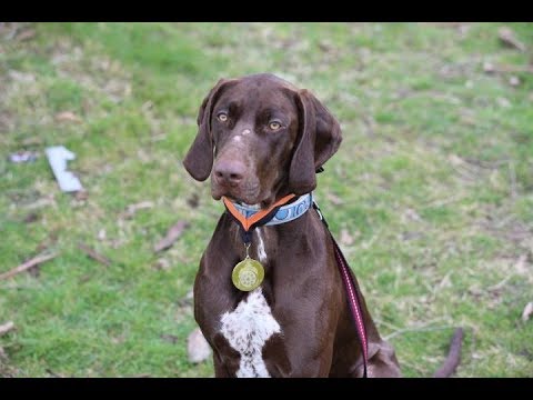 weimaraner and german shorthaired pointer mix