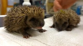 Adorable Sneezing Hedgehogs