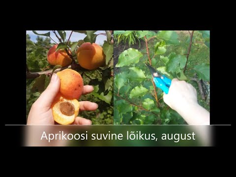 Video: Aprikoosipuu viljapuu pihusti: mida pihustada aias aprikoosipuudele