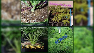 Day 28 - Last Day Of Veg - Clone Side By Side - Scrog Lollipop - When To Water Coco Coir?