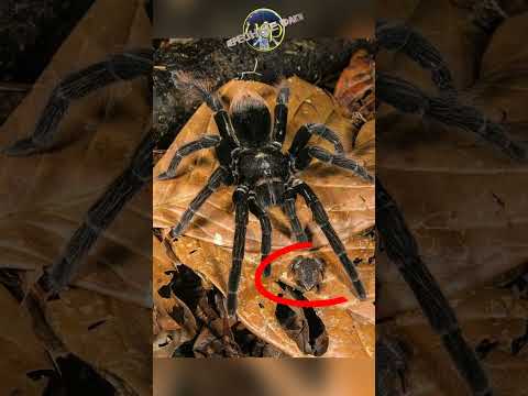 Паук птицеед и его подружка - лягушка (@infackts)