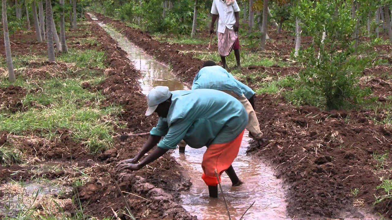 law of supply and demand Somalia: Reducing food shortages