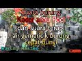 Terapi burung stres | Untuk mancing kacer poci biar cepat bunyi