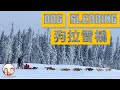 阿拉斯加旅行ALASKA USA VLOG 12 狗拉雪橇 Fairbanks Dog Sled Tour Iditarod Trail Race爱迪塔罗德狗拉雪橇大赛 ALASKA 阿拉斯加旅行ALASKA USA VLOG 12 狗拉雪橇 Fairbanks Dog Sled Tour Iditarod Trail Race爱迪塔罗德狗拉雪橇大赛 ALASKA