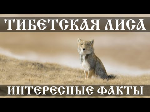 Тибетская лисица - интересные факты