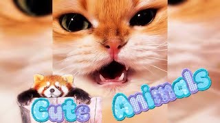 CUTE ANIMALS #1
