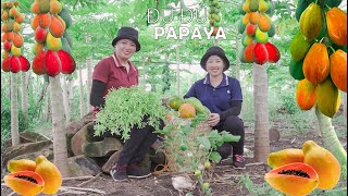 Lucia Harvesting Ripe Papaya Goes To Market Sell   remodeling the kitchen! Lucia's daily life