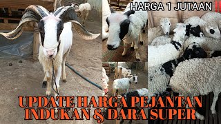 Update terbaru harga domba garut pejantan tanduk super & betina big rancung dari kandang‼️Big Sheep