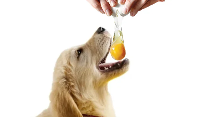 What Will Happen To Your Pets When You Feed Them Raw Eggs | @primaltube2