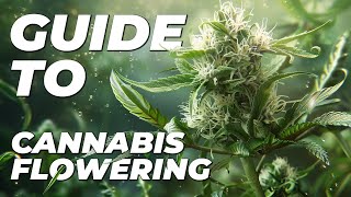 First Signs of Cannabis Budding | Your Guide To Cannabis Flowering | Week by Week