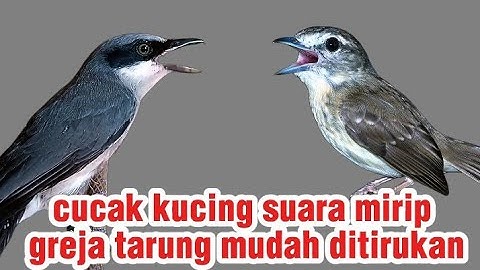 MASTERAN Viral 2025 | cucak ampela durasi panjang & jinjing petulak
