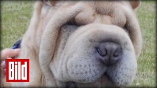 Welpe Benny Bekommt Hunde-Facelifting - Endlich Wieder Sehen Beauty Schlupflider