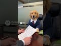 Pet Dog Job Interview. #fyp #foryou #foryoupage #viral #trending