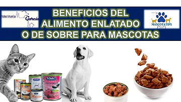 ¿Es mejor la comida enlatada para los perros?