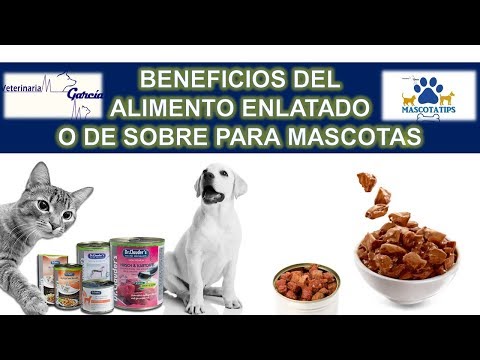 Video: Alimentos Enlatados Para Perros: Beneficios Y Daños