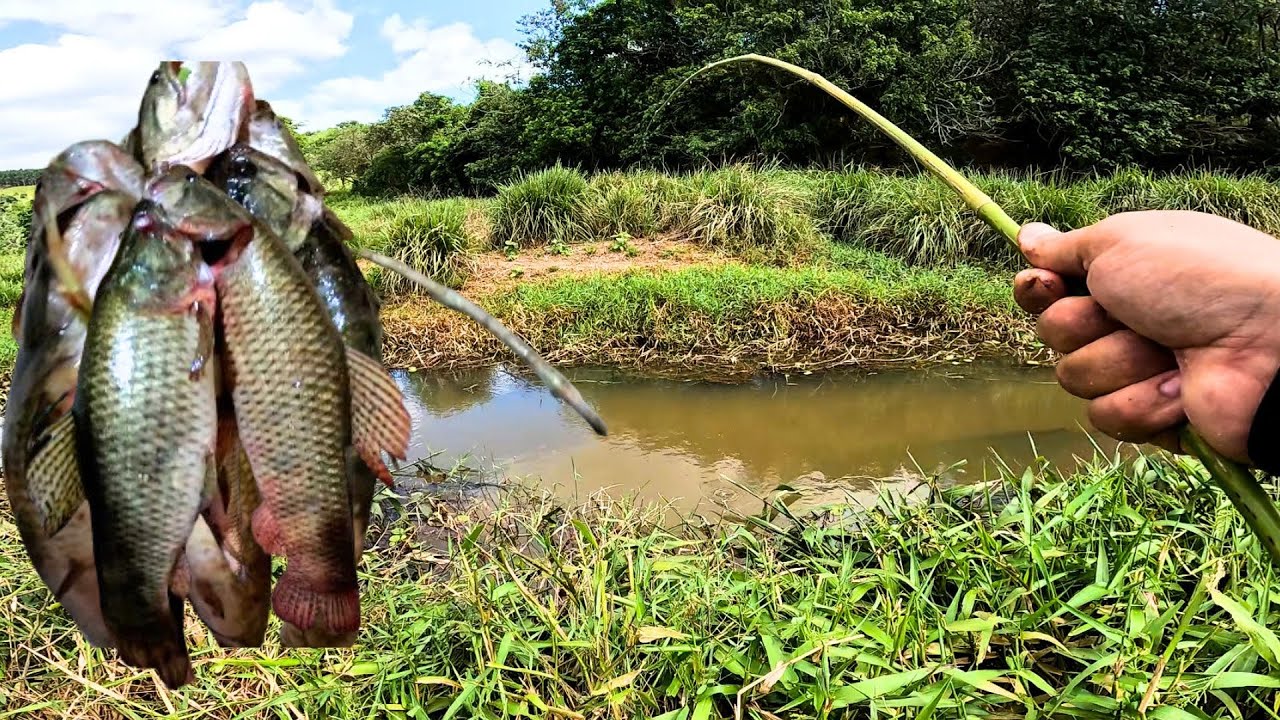 VAZAMOS DO CÓRREGO INVADIDO E ACERTAMOS O NINHO DAS TRAÍRAS! Pescaria caipira