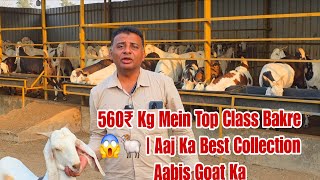 560₹ Kg Mein Top Class Bakre 😱🐏 | Aaj Ka Best Collection Aabis Goat Ka Padgha.